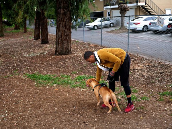 What are the key considerations when selecting a training collar for a stubborn Akita?