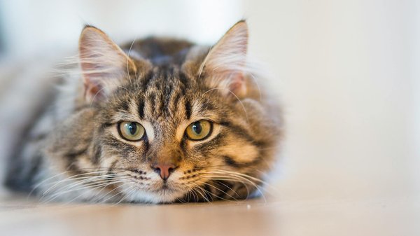 How can you create a scent enrichment program for a cat?