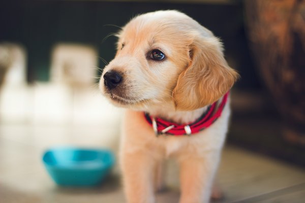 What are the best ways to introduce a new puppy to an older, established dog in the household?
