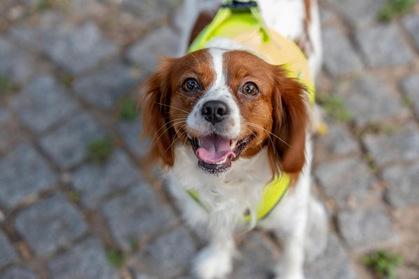 What are the essential training tips for teaching a Cavalier King Charles Spaniel to walk on a leash?
