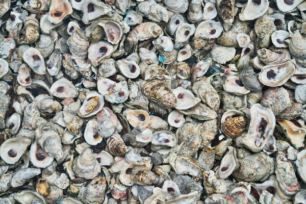 How can UK coastal regions support the recovery of oyster populations?