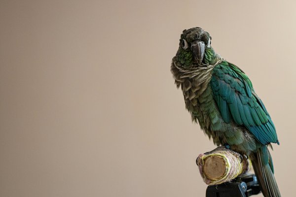 How to create a balanced diet for a pet bird with special dietary needs?