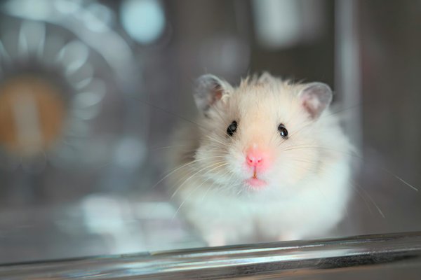 What are the signs of dehydration in pet rodents and how can it be prevented?